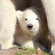 Illustration for article titled Polar Bear Cub Keeps Getting Underfoot